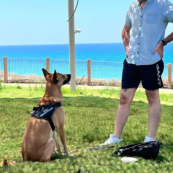 Personalisable Dog Harness – Reflective and Supportive Design