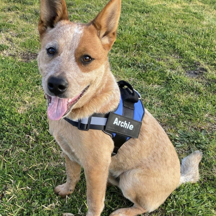 Personalisable Dog Harness – Reflective and Supportive Design
